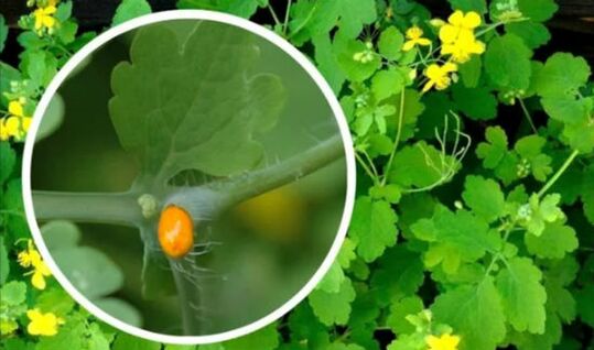 How to use Celandine for papilloma