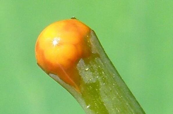 properties of celandine in the treatment of papilloma