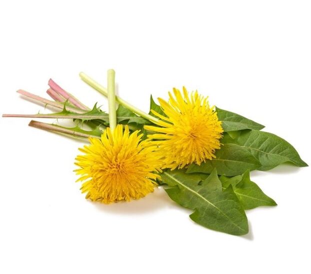 Dandelion for papilloma cauterization